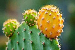 NOPAL CACTUS