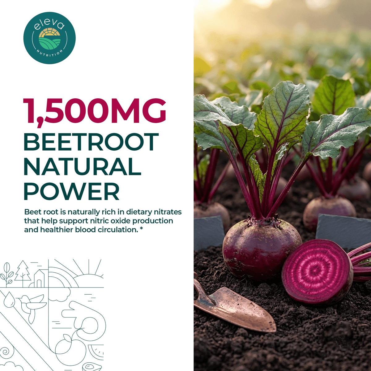 Sugar-Free Beet Root Gummies