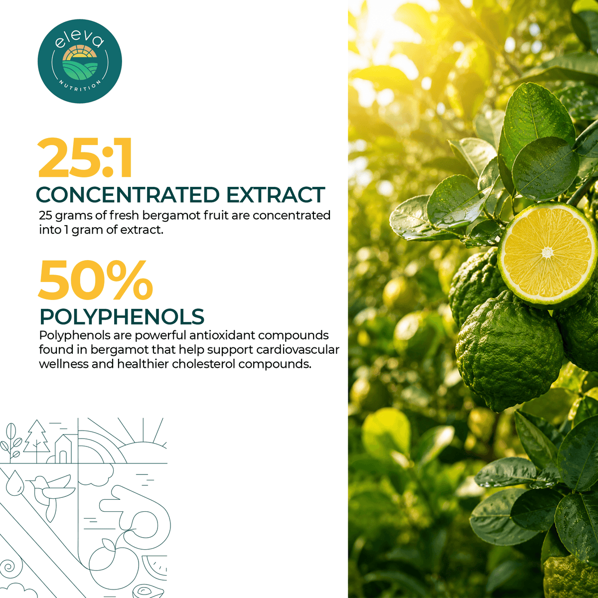 Citrus Bergamot Extract Capsules