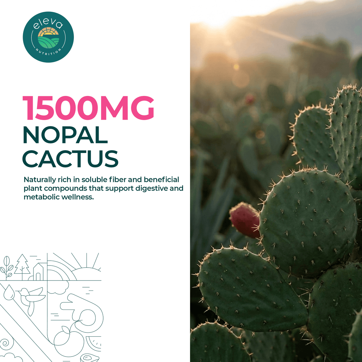 Organic Nopal Cactus Capsules